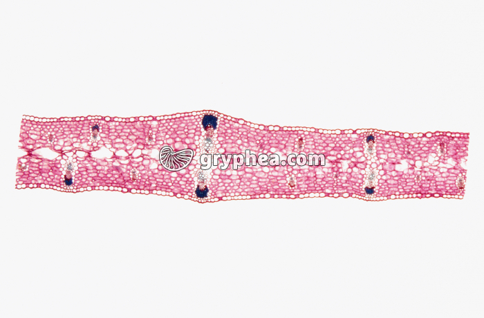 Feuille d'Iris CT x7 - gryphea.org